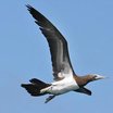 Brown Booby